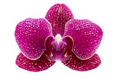 Beyaz arkaplanda izole edilmiş orkide çiçeği