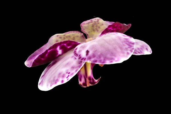 Orchid Flower Isolated On Black Background — Stock Photo, Image