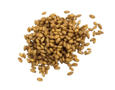 Küçük avuç buğday izole mikroplar