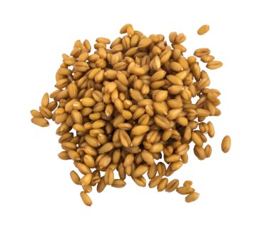 Küçük avuç buğday izole mikroplar