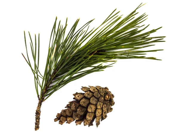 Pine gren eller kvist och kon — Stockfoto