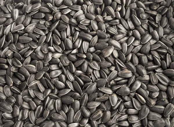 Fondo semillas de girasol negro —  Fotos de Stock