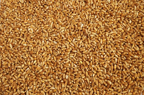 Grãos de trigo fundo ou textura — Fotografia de Stock
