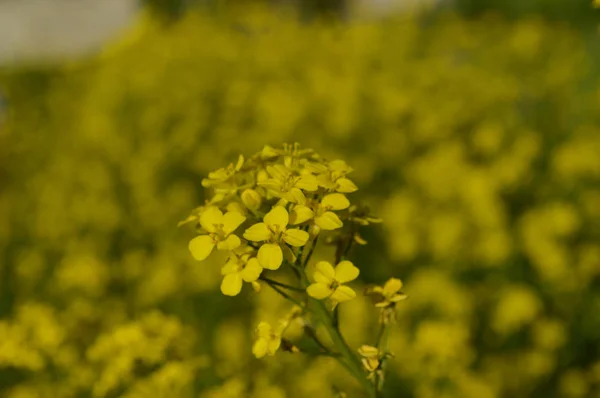 冬のクレスや菜の花の黄色の花 — ストック写真