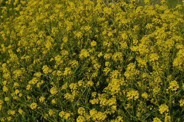 冬のクレスや菜の花の黄色の花 — ストック写真