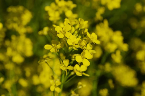 冬のクレスや菜の花の黄色の花 — ストック写真