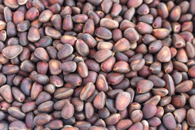 Sibirya sedir çam fıstığı arka plan