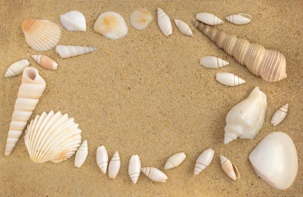 Fundo brilhante com diferentes conchas do mar — Fotografia de Stock