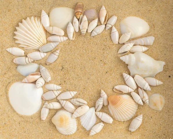 Fundo brilhante com diferentes conchas do mar — Fotografia de Stock