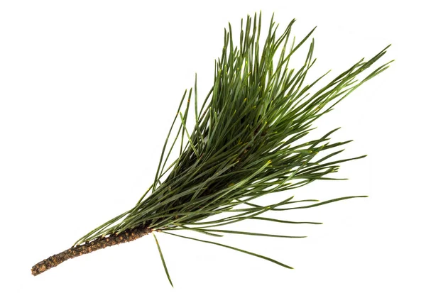 Pine filiaal of een takje geïsoleerd Stockfoto