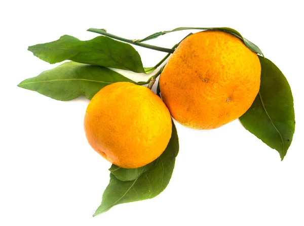 Der Zweig einer reifen Mandarine mit grünen Blättern isoliert — Stockfoto