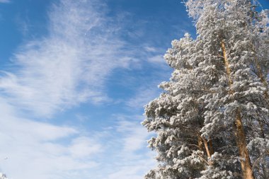 Kış Fotoğraf mavi gökyüzünde ağaç tepelerinin tarafından çevrili