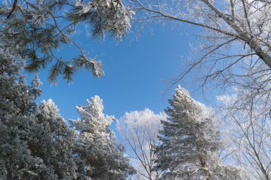 Kış Fotoğraf mavi gökyüzünde ağaç tepelerinin tarafından çevrili