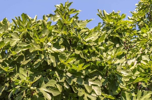 İncir ağacının olgunlaşmamış meyve ile yeşil taç