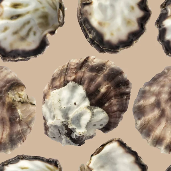 无缝模式用牡蛎顶视图的壳 — 图库照片