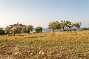 Zeytinlik ve mavi deniz ile Yunan kırsal manzara