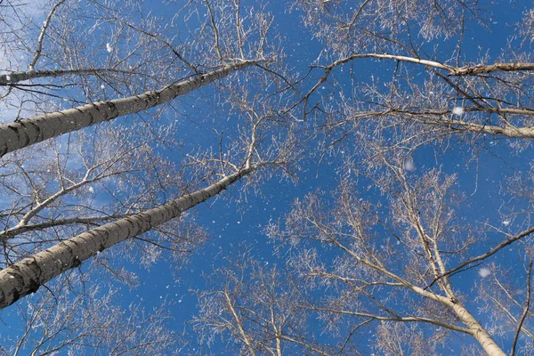 Χειμώνα φωτογραφία του μπλε ουρανό που περιβάλλεται από Treetops — Φωτογραφία Αρχείου