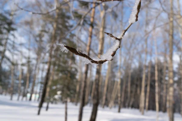Χειμώνας δάσος ή πάρκο στο χιόνι — Φωτογραφία Αρχείου