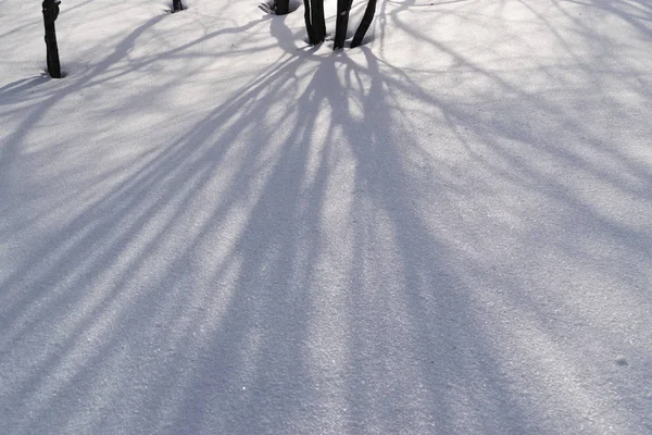 Floresta de Inverno ou Parque na Neve — Fotografia de Stock