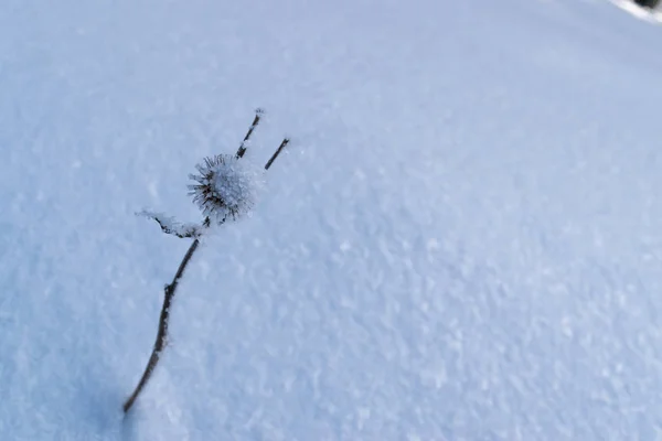 서리가 덮여 마른 나뭇가지 — 스톡 사진