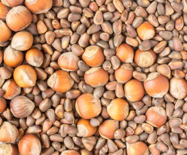 Ceviz ve fındık kabuğundaki koleksiyonu