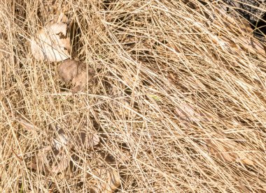 Kuru ot Brown ile yere bırakır