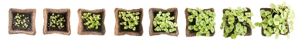 若いバジルの芽または分離された泥炭コンテナー苗 — ストック写真
