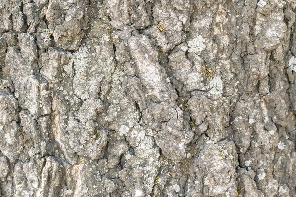 Natural Relief and Rough Bark Texture of Old Birch — Stock Photo, Image