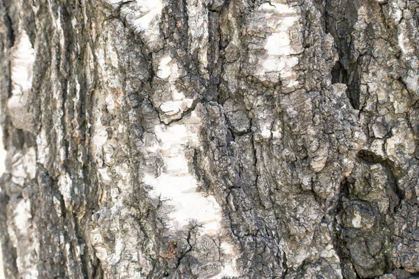 Natural Relief and Rough Bark Texture of Old Birch — Stock Photo, Image