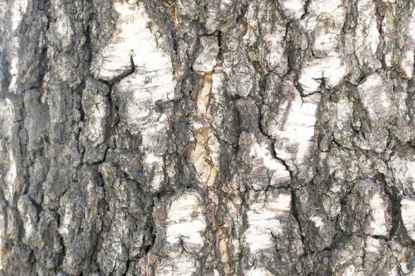 Natural Relief and Rough Bark Texture of Old Birch — Stock Photo, Image