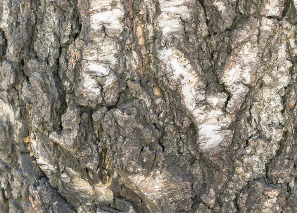 Natuurlijke verlichting en ruwe schors textuur van oude berk — Stockfoto