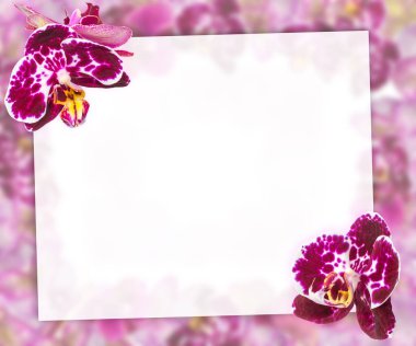 Güzel pembe orkide sınır tebrik kartı veya güzel çiçek çerçeve