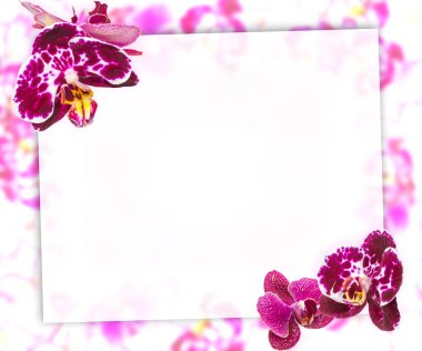 Güzel pembe orkide sınır tebrik kartı veya güzel çiçek çerçeve