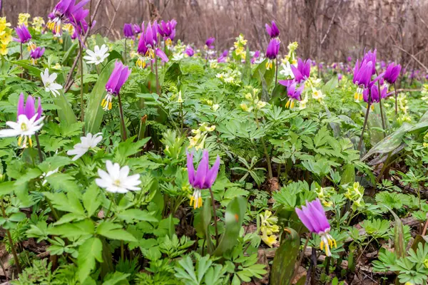 Ανθισμένα λιλά Erythronium σε εξωτερικούς χώρους — Φωτογραφία Αρχείου