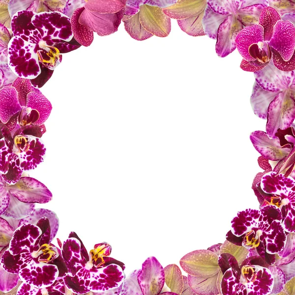 Schöne rosa Orchideen Rand für Grußkarte oder schönen Blumenrahmen — Stockfoto