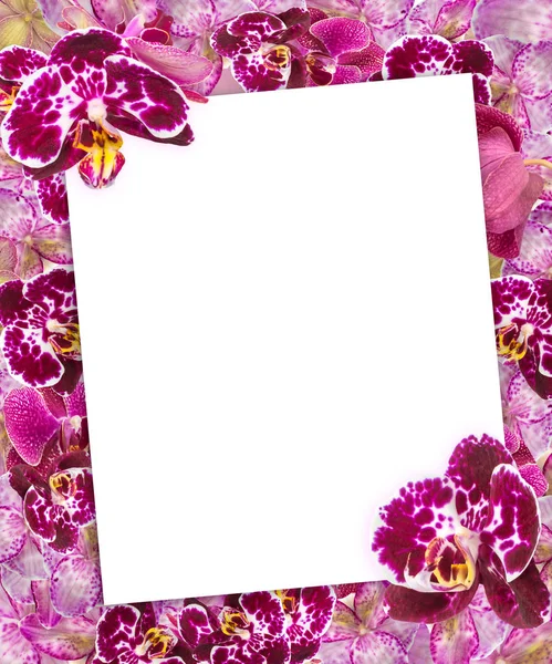 beautiful pink orchids border for greeting card or lovely