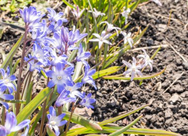 Güzel taze mavi bahar çiçekleri