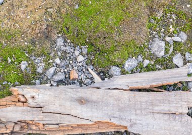 Bahar ormanının Moss güneş