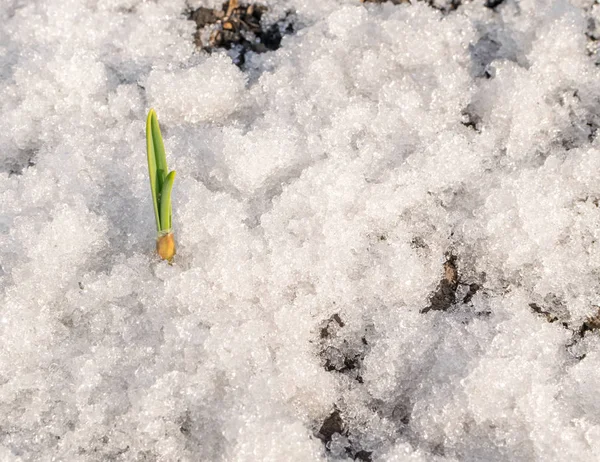 Πράσινο φυτό μεγαλώνει μέσα από το χιόνι — Φωτογραφία Αρχείου