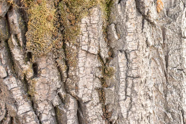 Ayrıntılı doku eski kavak kabuk