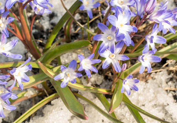 아름 다운 신선한 블루 봄 꽃 — 스톡 사진