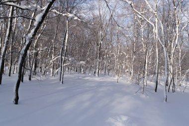 Güzel kış orman veya Park karda