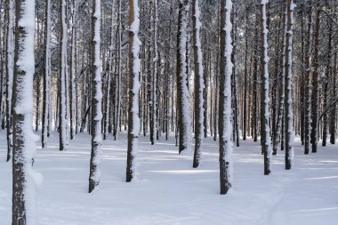 Güzel kış orman veya Park karda