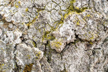 doğal yaşlı ağaç kabuğu