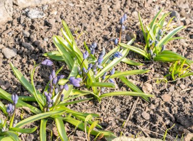 Güzel taze mavi bahar çiçekleri