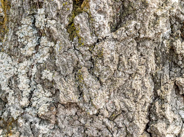 Natural Old Tree Bark — Stock Photo, Image