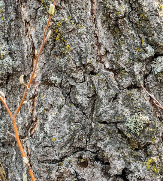 Doğal yaşlı ağaç kabuğu — Stok fotoğraf