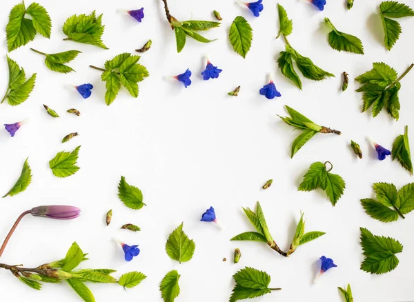 Hojas verdes de primavera — Foto de Stock