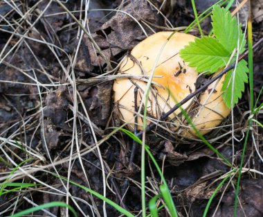Russula lepida or Russula emetica