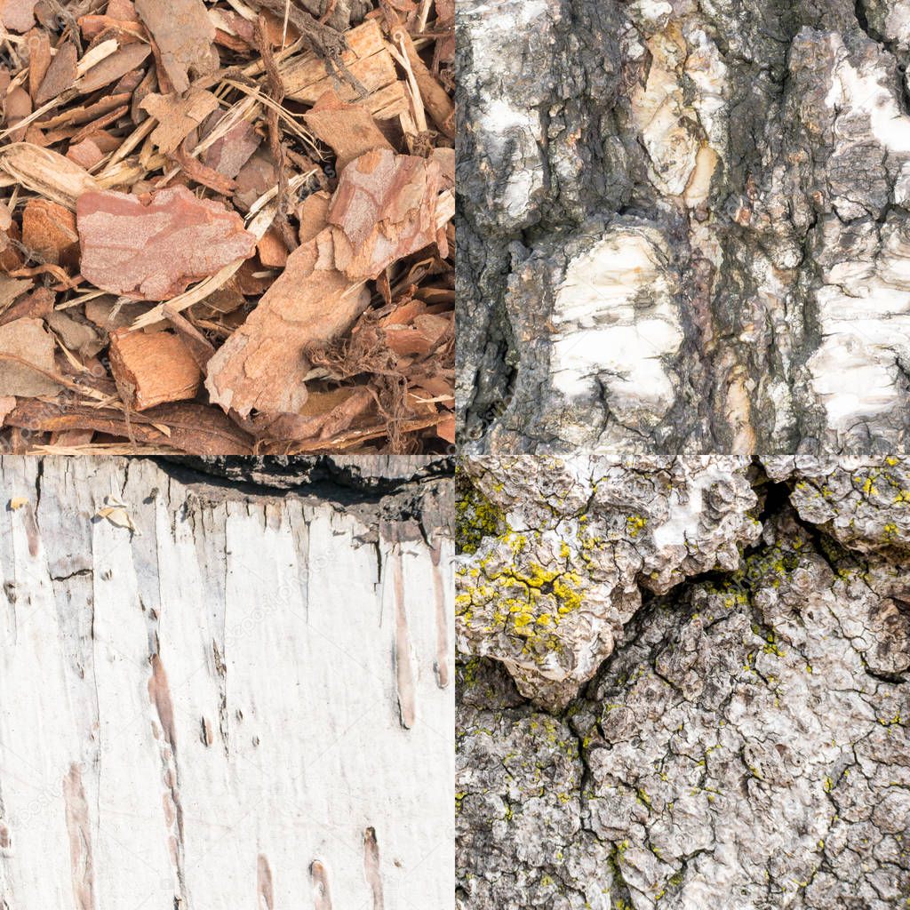 Bark Texture Set